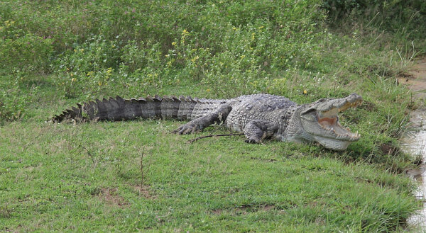 Mugger Crocodile