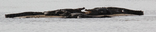 Mugger Crocodiles