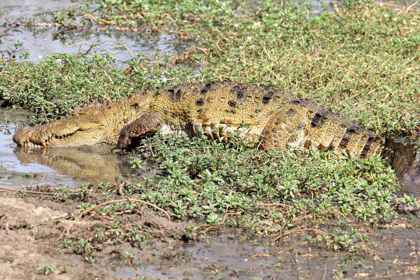 Reptiles