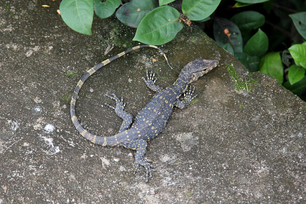 Water Monitor
