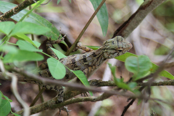 Sri Lankan Whistling Lizard