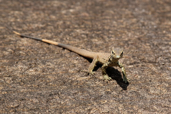 Bengal Monitor