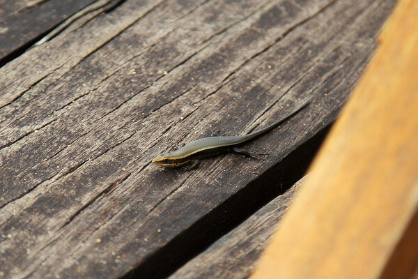 Bronze Grass Skink