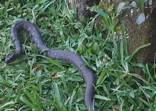 Black Rat Snake