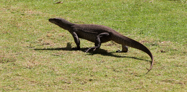 Bengal Monitor