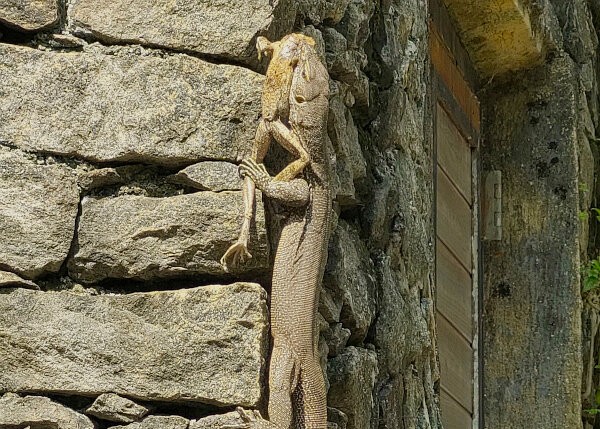 Bengal Monitor