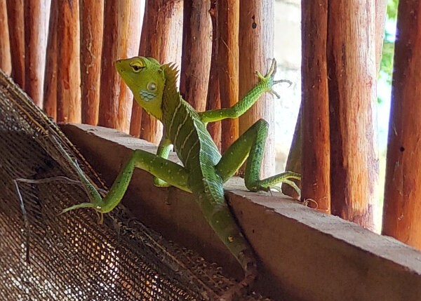 Green Garden Lizard