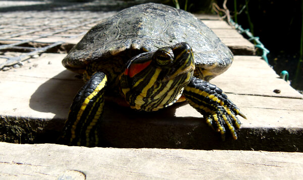 Red-eared Slider