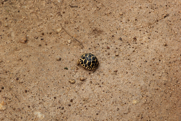 Indian Star Tortoise