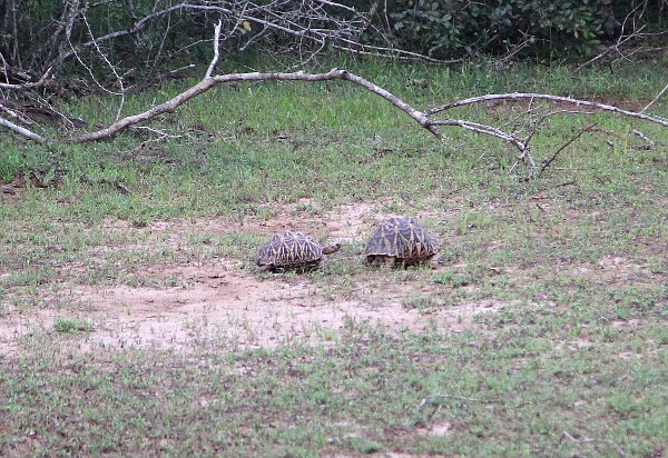 Indian Star Tortoises